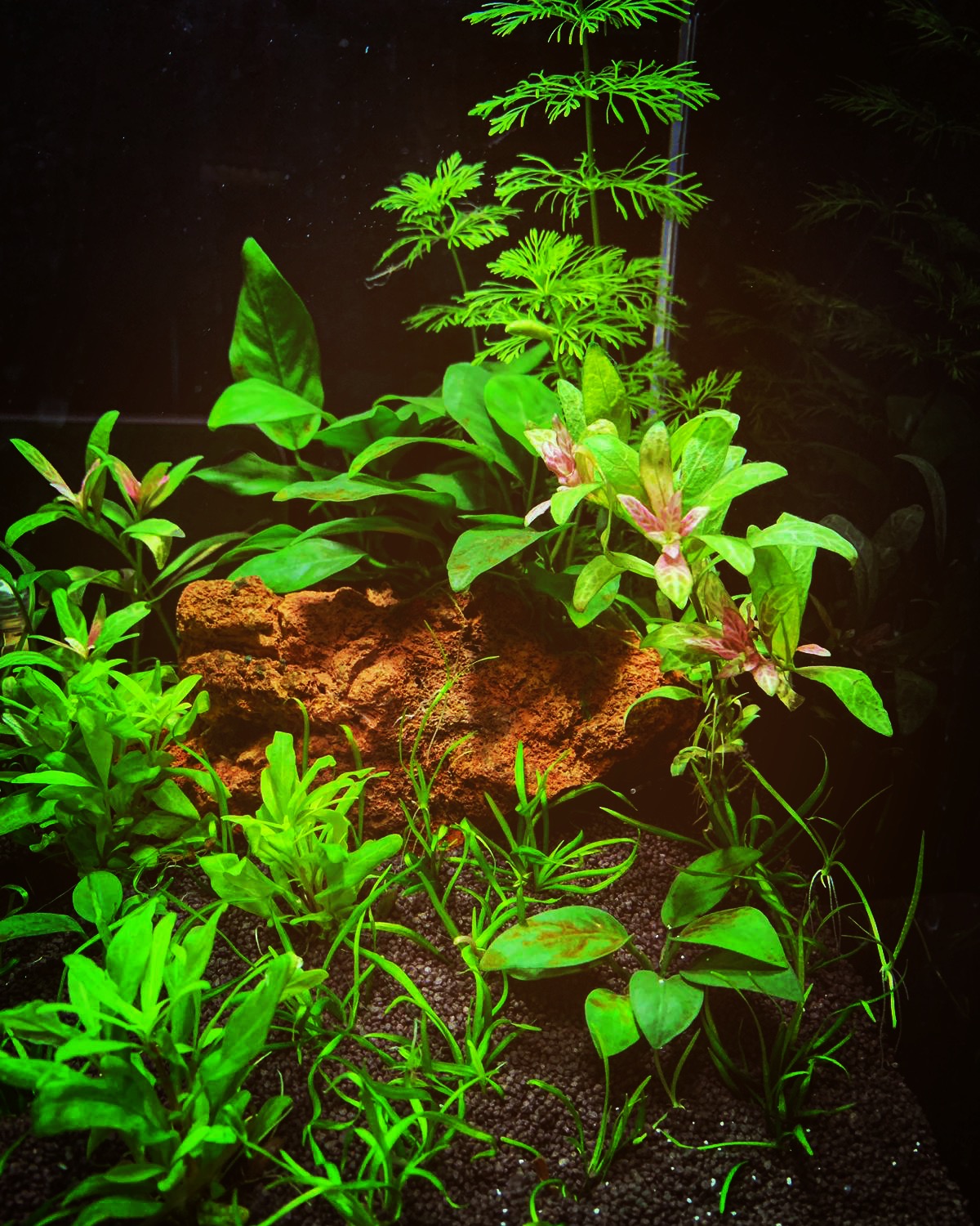 Warum Co2 im Aquarium? - Aquaplant-Shop.de