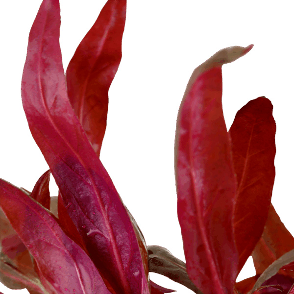 Alternanthera reineckii 'Pink' – Bild 2