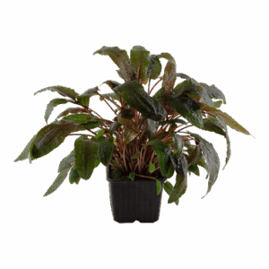 Cryptocoryne wendtii 'Tropica' - Mutter-Pflanze