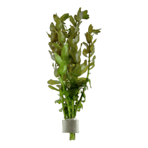 Bacopa caroliniana Bundpflanze - 5 Bund