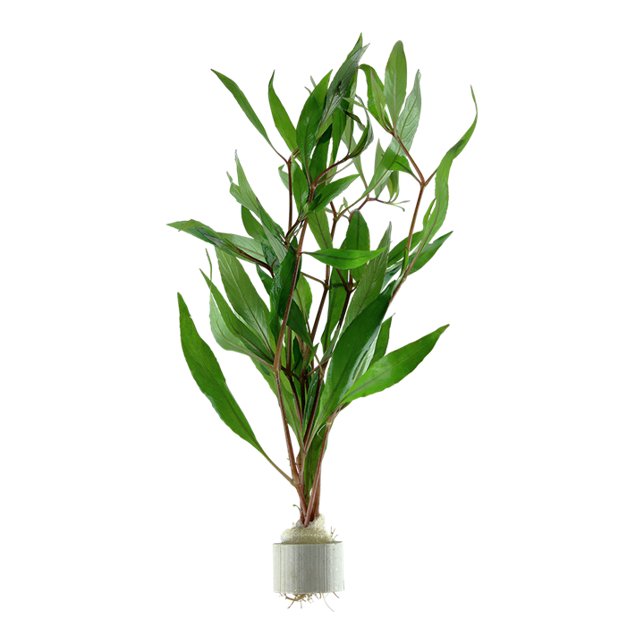 Hygrophila corymbosa - 5 Bund