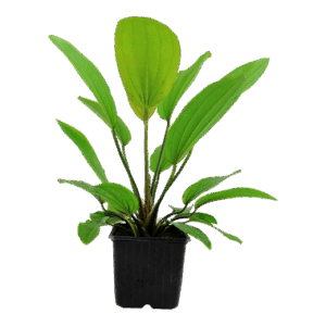 Echinodorus 'Rosé' XL-Topf - Mutter-Pflanze