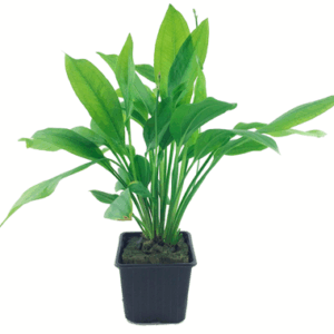 Echinodorus grisebachii 'Bleherae' XL-Topf - Mutter-Pflanze