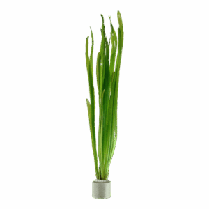 Vallisneria americana 'Natans' Bundpflanze