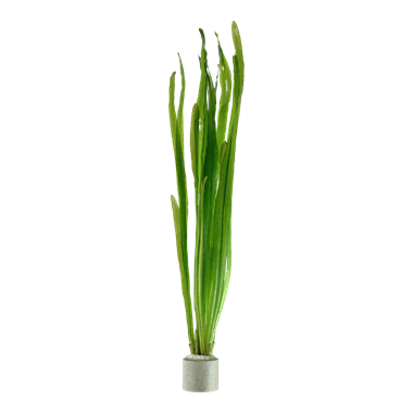 Vallisneria americana 'Natans' Bundpflanze