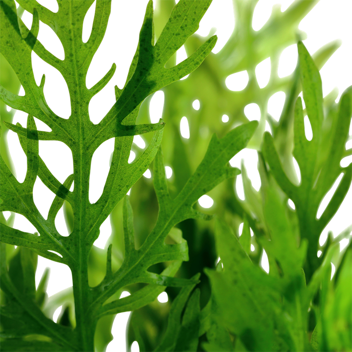 Hygrophila difformis - 5 Bund – Bild 2