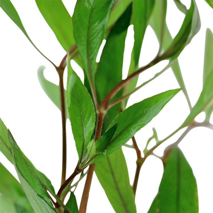 Hygrophila corymbosa - 5 Bund – Bild 2