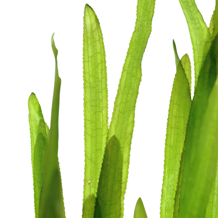 Vallisneria americana 'Natans' Bundpflanze – Bild 2