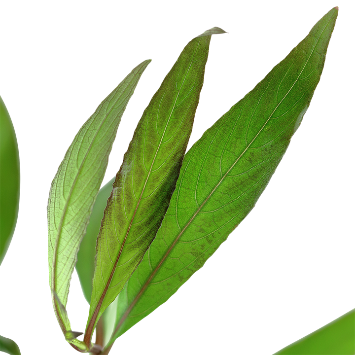 Hygrophila corymbosa - 5 Bund – Bild 3