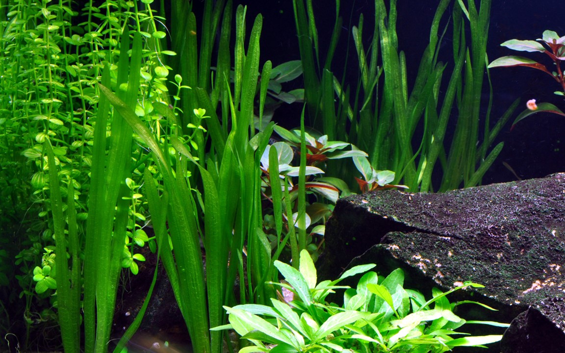 Vallisneria americana 'Natans' Bundpflanze – Bild 3