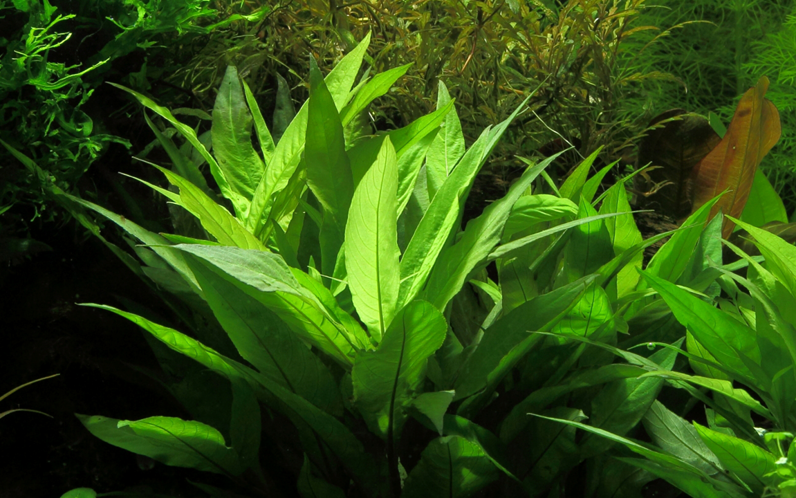 Hygrophila corymbosa - 5 Bund – Bild 4