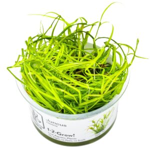 Juncus repens – InVitro 3er Pack