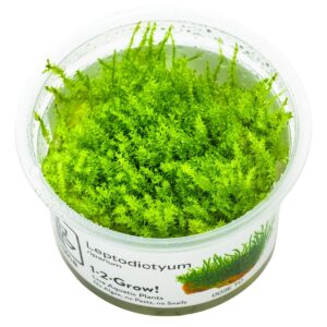 Leptodictyum riparium – InVitro 3er Pack