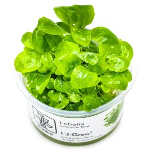 Lobelia cardinalis 'Mini' – InVitro 3er Pack