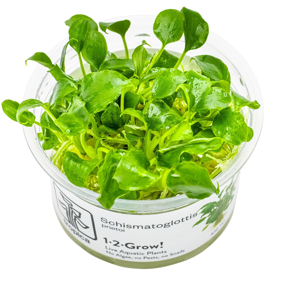 Schismatoglottis prietoi – InVitro 3er Pack