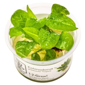 Echinodorus grisebachii 'Tropica' – InVitro 3er Pack