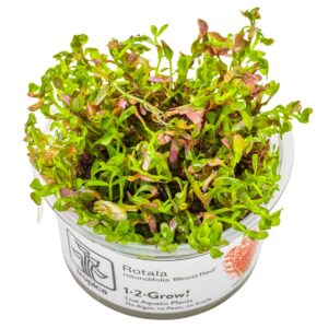 Rotala rotundifolia 'Blood Red' – InVitro 3er Pack