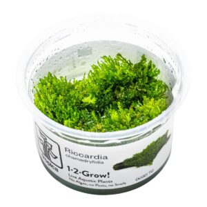Riccardia chamedryfolia – InVitro 3er Pack
