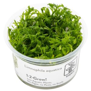 Limnophila aquatica – InVitro 3er Pack