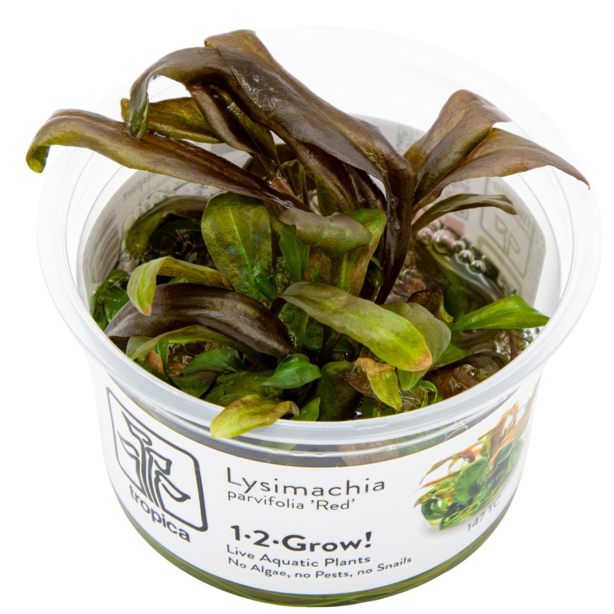 Lysimachia parvifolia ‘Red’ – InVitro 3er Pack