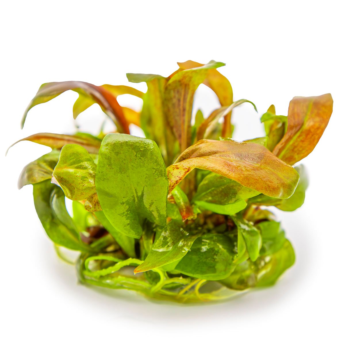 Lysimachia parvifolia ‘Red’ – InVitro 3er Pack – Ansicht 3