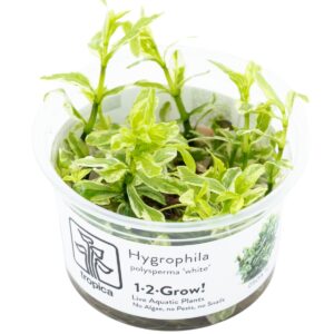 Hygrophila polysperma 'White' – InVitro 3er Pack