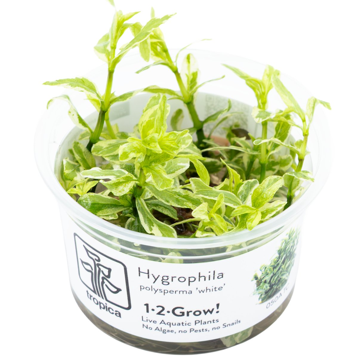 Hygrophila polysperma 'White' – InVitro 3er Pack