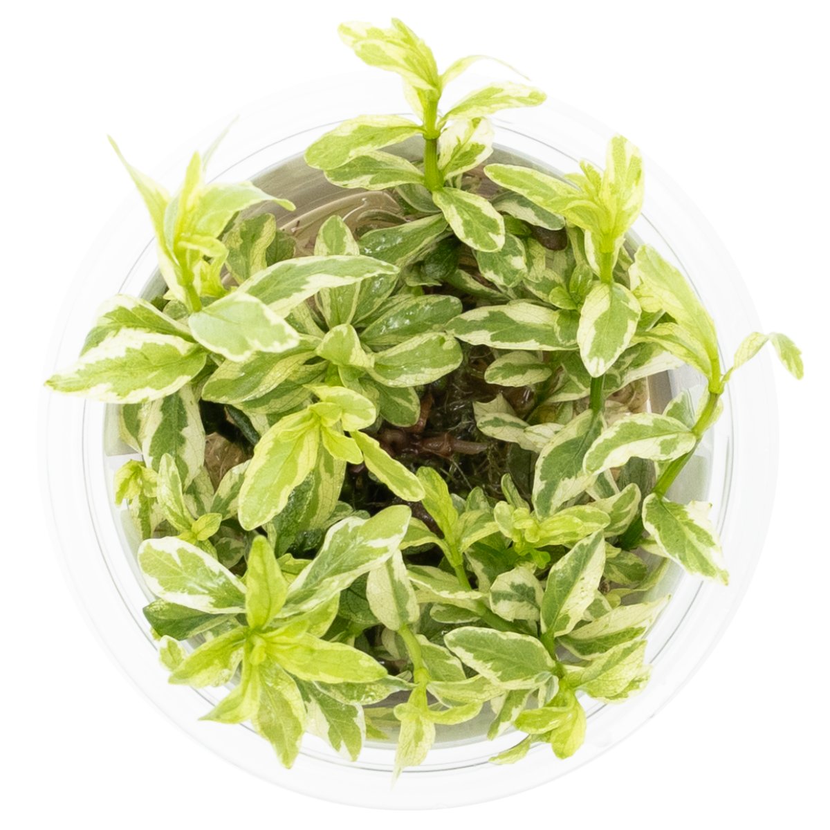 Hygrophila polysperma 'White' – InVitro 3er Pack – Ansicht 2