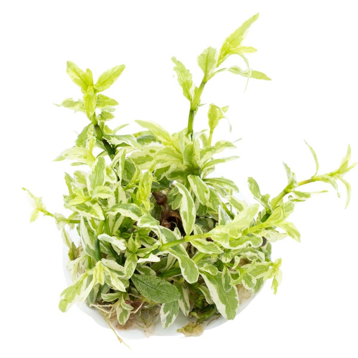 Hygrophila polysperma 'White' – InVitro 3er Pack – Ansicht 3