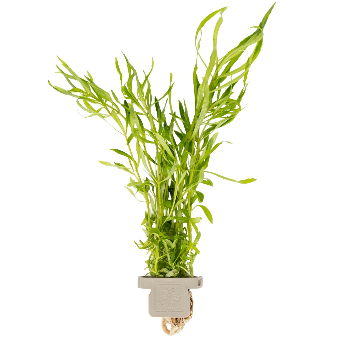 Pogostemon quadrifolius – Ansicht 2