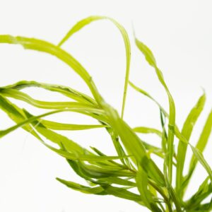 Pogostemon quadrifolius