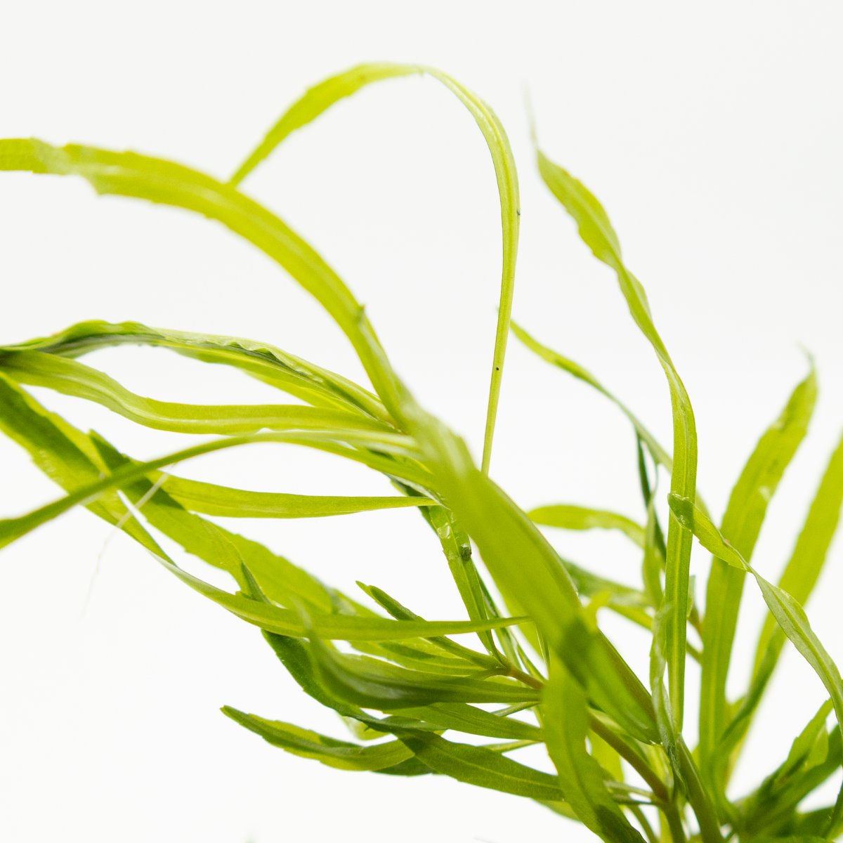 Pogostemon quadrifolius