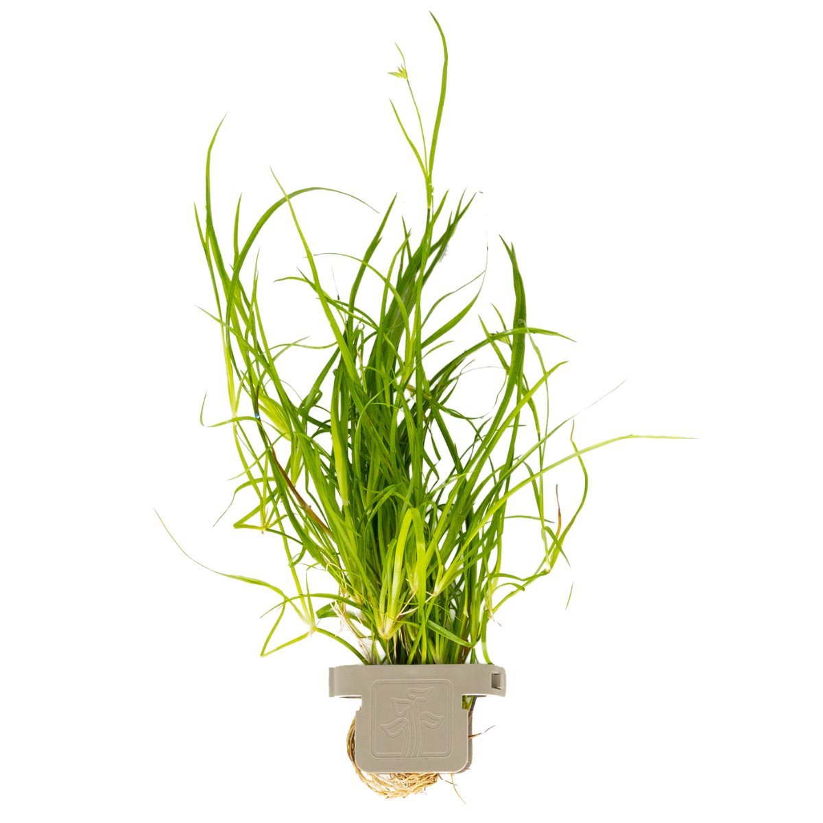 Juncus repens – Ansicht 2