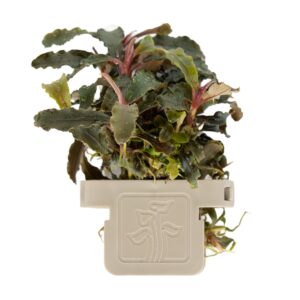 Bucephalandra diabolica 'Kedagang'