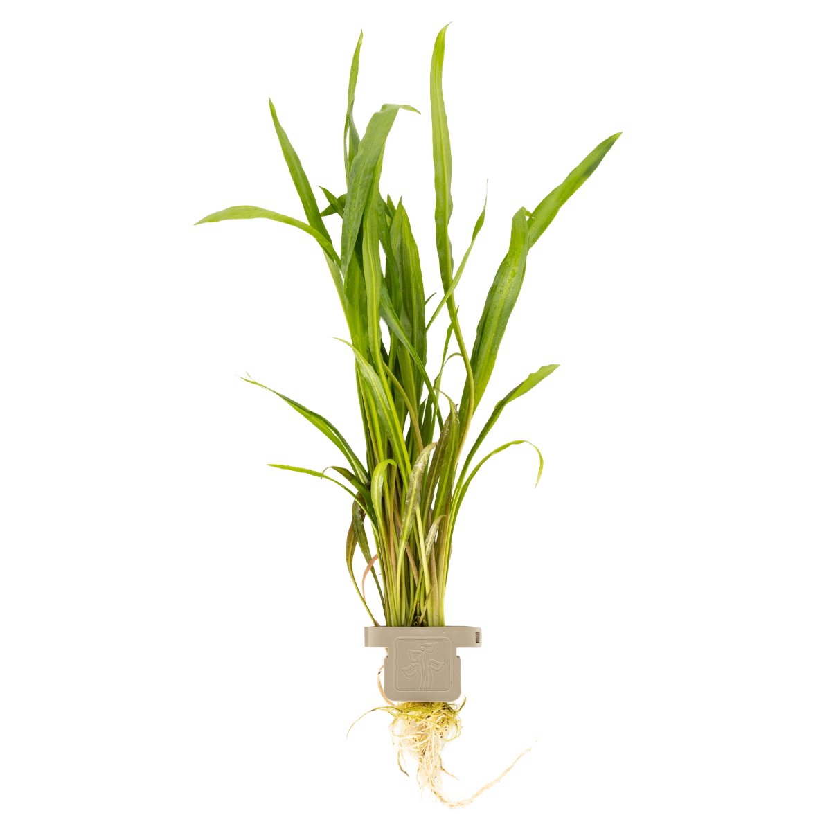 Cryptocoryne spiralis 'Red' (Art. 105 CLP) – Ansicht 2