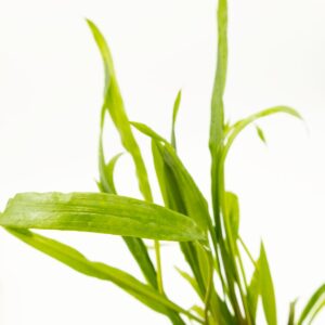 Cryptocoryne spiralis 'Red' (Art. 105 CLP)