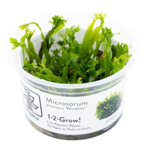 Microsorum pteropus 'Windeløv' – InVitro 3er Pack