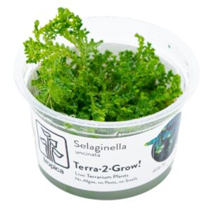 Selaginella uncinata – InVitro 3er Pack