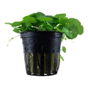 Hydrocotyle verticillata – 5er Pack