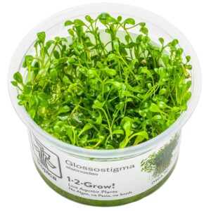 Glossostigma elatinoides – InVitro 3er Pack