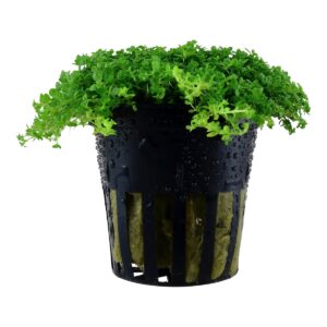 Micranthemum callitrichoides ´Cuba´ – 5er Pack