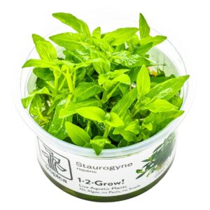Staurogyne repens – InVitro 3er Pack
