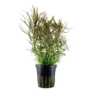 Pogostemon stellatus – 5er Pack