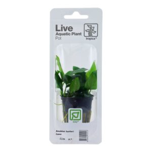 Anubias barteri nana (Art. 101 PCS)
