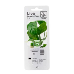 Anubias barteri caladiifolia (Art. 101U PCS)
