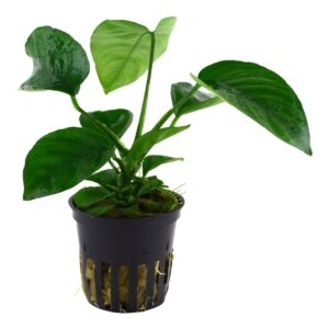 Anubias barteri caladiifolia (Art. 101U)