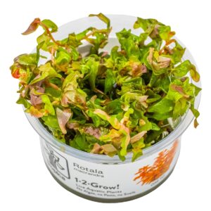 Rotala macrandra – InVitro 3er Pack