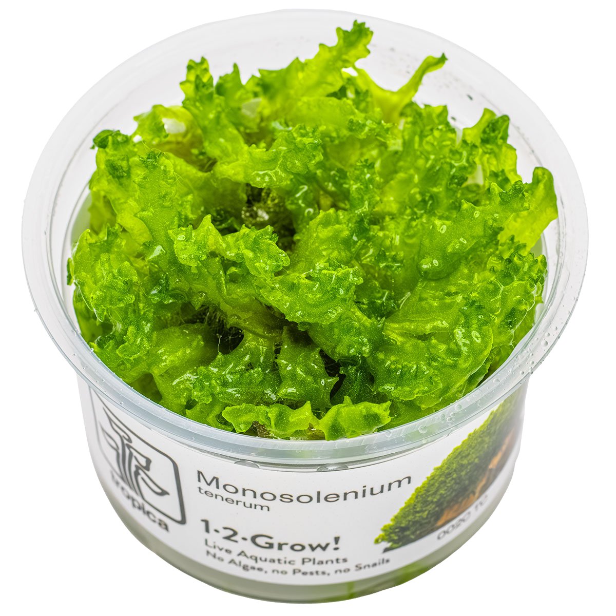 Monosolenium tenerum – InVitro 3er Pack – Ansicht 2