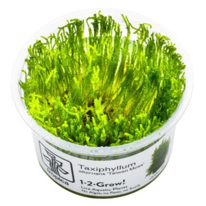 Taxiphyllum alternans 'Taiwan Moss' – InVitro 3er Pack