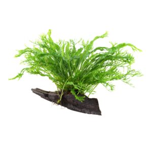 Microsorum pteropus 'Windeløv' (Art. 008B YWS)
